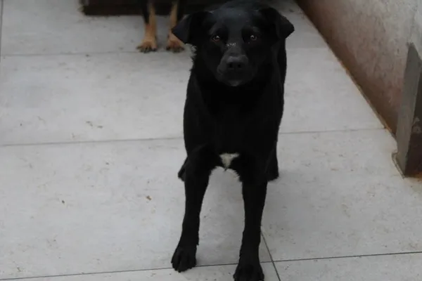 Pies do adopcji, Bełchatów, 29 października 2024 (1/3)