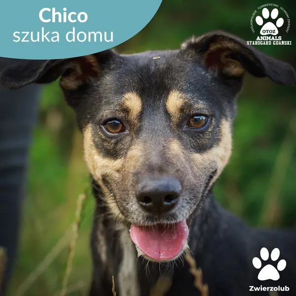 Pies do adopcji, Starogard Gdański, 25 marca 2025 (1/4)