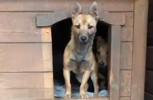 Pies do adopcji, Głowno, 25 marca 2025 (4/5)