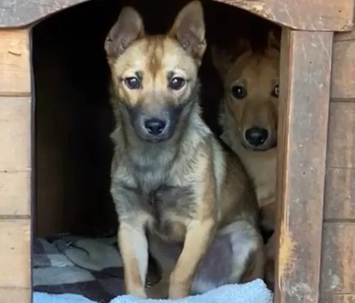 Pies do adopcji, Głowno, 25 marca 2025 (1/5)