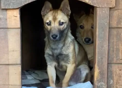 Pies do adopcji, Głowno, 25 marca 2025 (2/5)