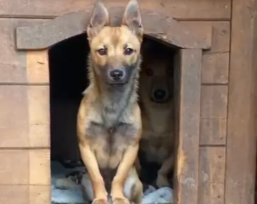 Pies do adopcji, Głowno, 25 marca 2025 (5/5)