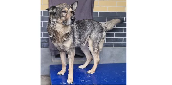 Pies do adopcji, Wrocław, 21 marca 2025