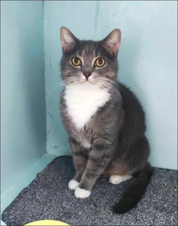 Znaleziono kota, Grudziądz, 10 marca 2025