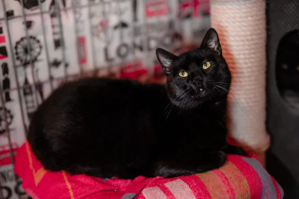 Kot do adopcji, Częstochowa, 2 kwietnia 2024 (1/5)