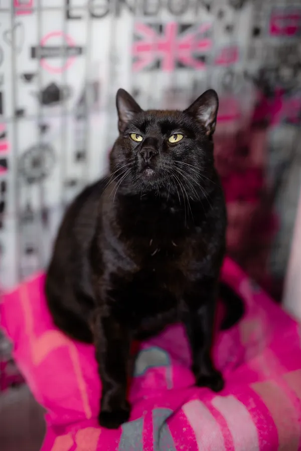 Kot do adopcji, Częstochowa, 2 kwietnia 2024 (2/5)