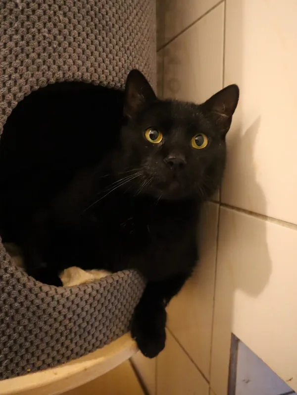 Kot do adopcji, Częstochowa, 2 kwietnia 2024 (4/5)