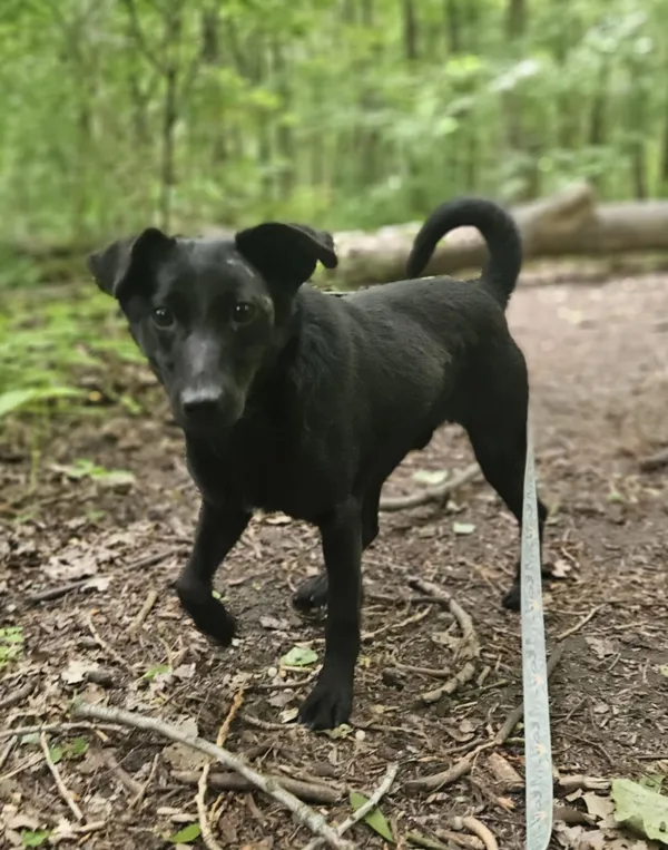 Pies do adopcji, Zgierz, 26 marca 2025 (2/5)