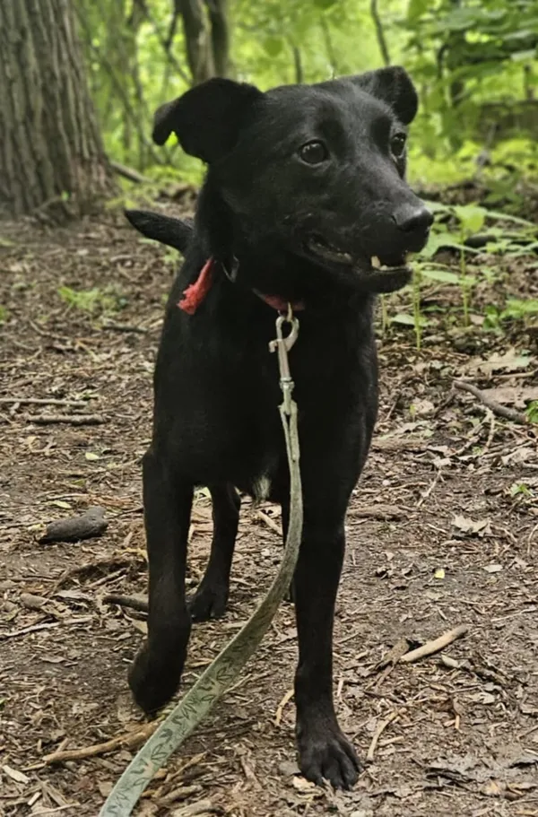 Pies do adopcji, Zgierz, 26 marca 2025 (3/5)