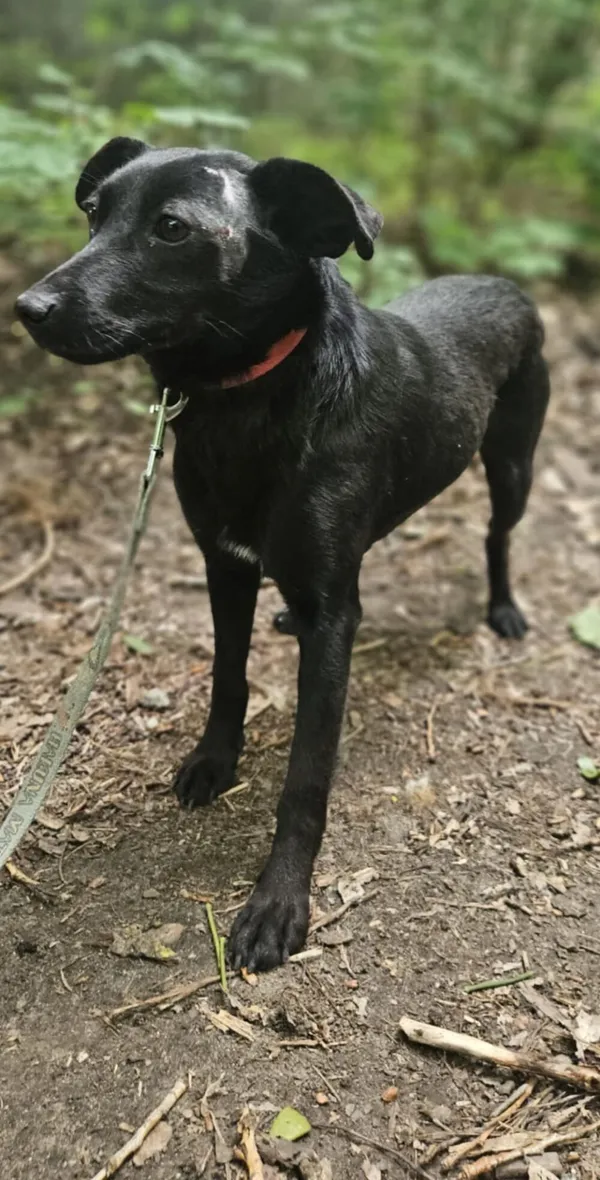 Pies do adopcji, Zgierz, 26 marca 2025 (4/5)