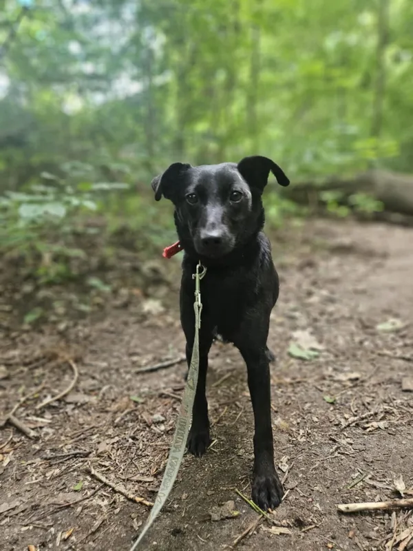 Pies do adopcji, Zgierz, 26 marca 2025 (5/5)