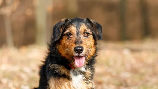 Pies do adopcji, Elbląg, 26 marca 2025 (1/5)