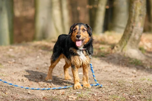 Pies do adopcji, Elbląg, 26 marca 2025 (2/5)