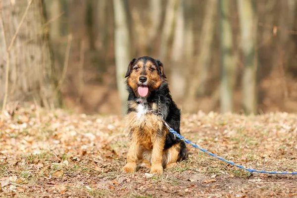 Pies do adopcji, Elbląg, 26 marca 2025 (3/5)