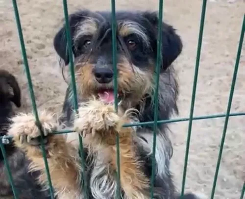 Pies do adopcji, Głowno, 26 marca 2025 (1/5)