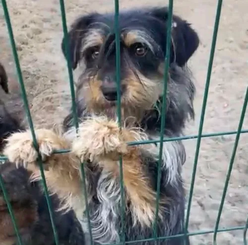 Pies do adopcji, Głowno, 26 marca 2025 (2/5)