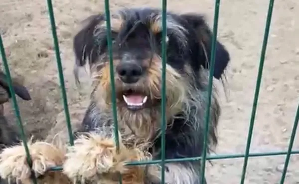 Pies do adopcji, Głowno, 26 marca 2025 (3/5)