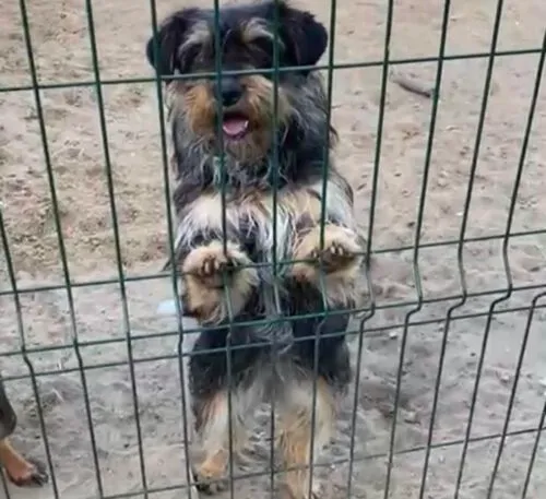 Pies do adopcji, Głowno, 26 marca 2025 (4/5)