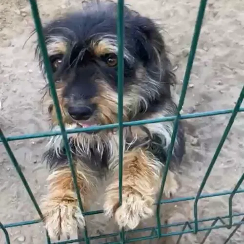 Pies do adopcji, Głowno, 26 marca 2025 (5/5)