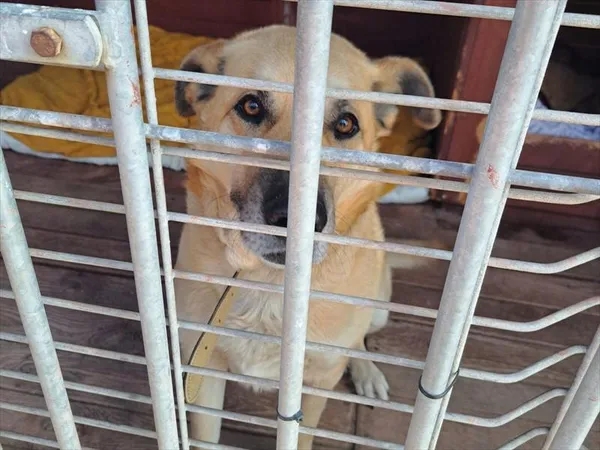 Pies do adopcji, Gorzów Wielkopolski, 25 marca 2025