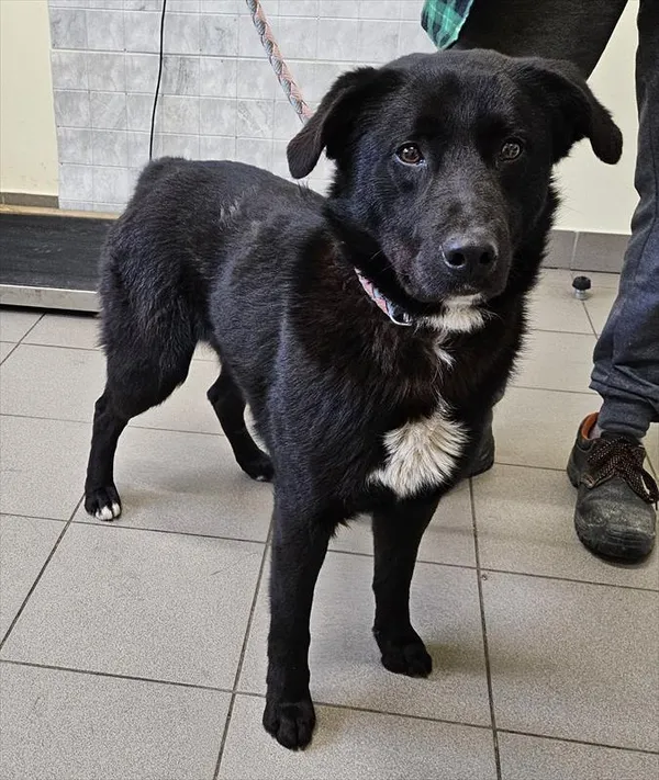 Pies do adopcji, Choszczno, 26 marca 2025