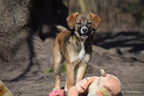 Znaleziono psa, Toruń, 4 marca 2025