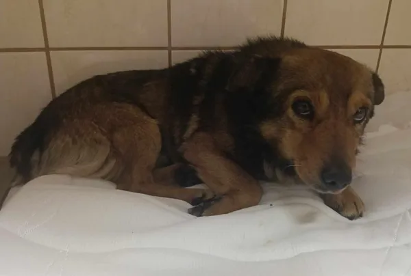 Znaleziono psa, Toruń, 19 marca 2025