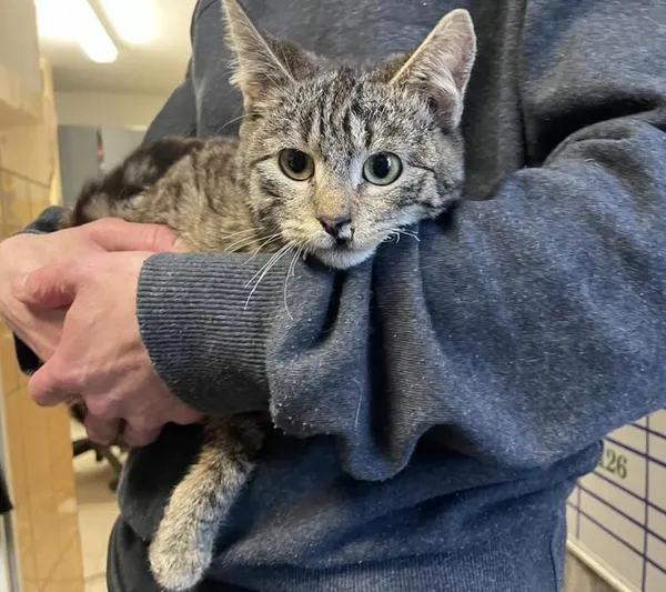 Znaleziono kota, Toruń, 19 marca 2025