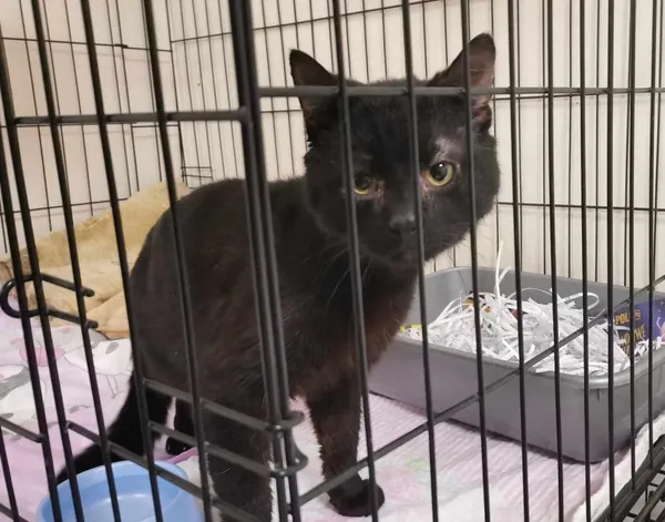 Znaleziono kota, Toruń, 18 marca 2025