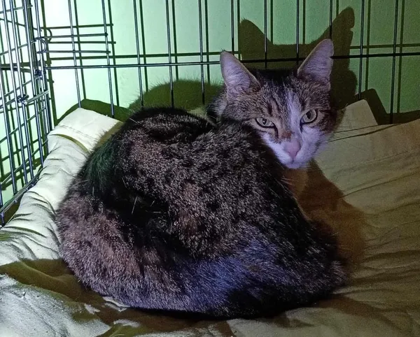 Znaleziono kota, Toruń, 15 marca 2025