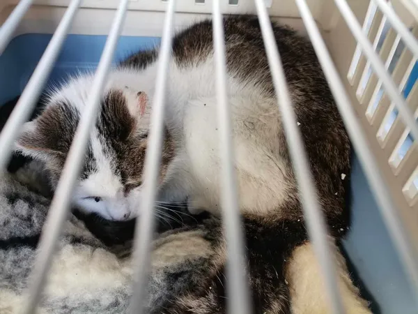 Znaleziono kota, Toruń, 16 marca 2025