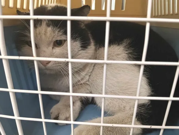 Znaleziono kota, Toruń, 11 marca 2025