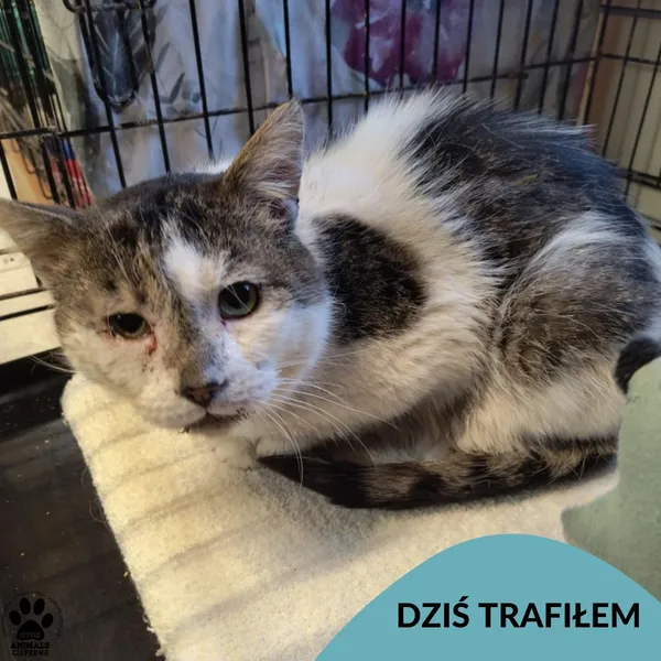 Znaleziono kota, Gdynia, 22 marca 2025