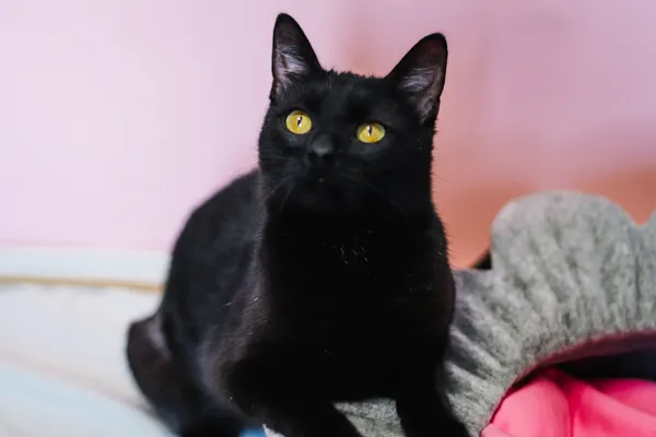 Znaleziono kota, Sosnowiec, 25 marca 2025 (2/5)