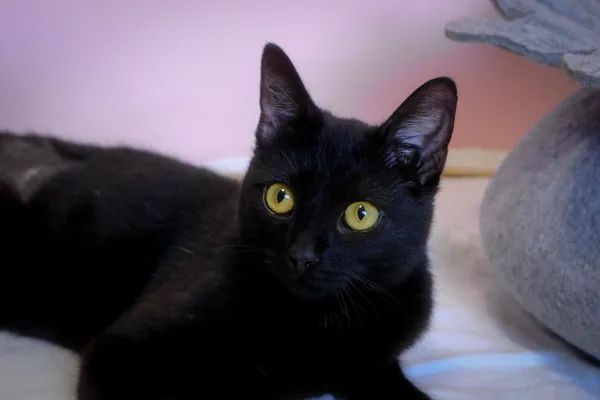 Znaleziono kota, Sosnowiec, 25 marca 2025 (4/5)