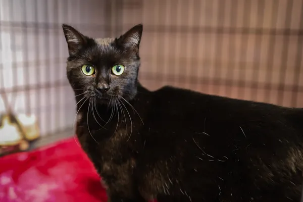 Znaleziono kota, Sosnowiec, 25 marca 2025 (1/5)