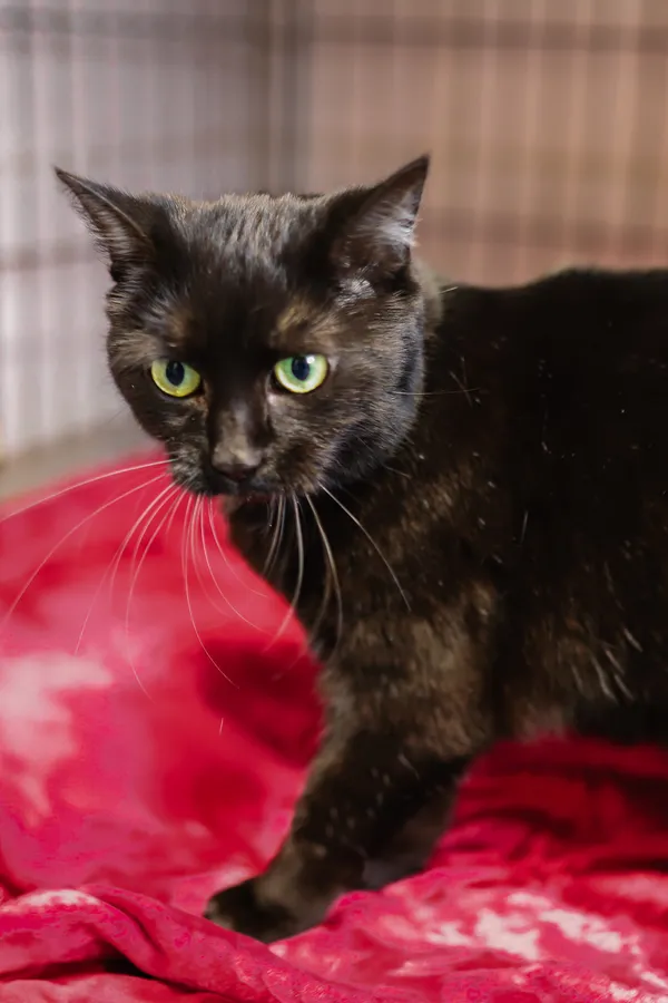 Znaleziono kota, Sosnowiec, 25 marca 2025 (2/5)