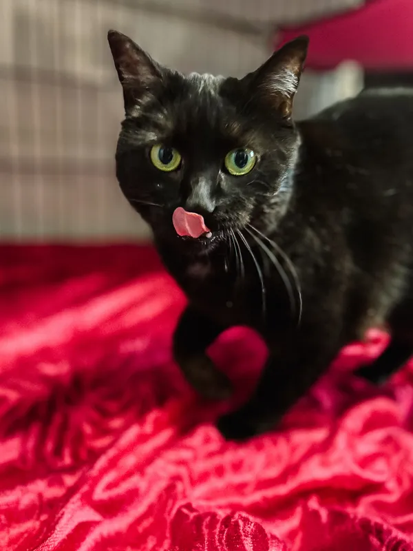 Znaleziono kota, Sosnowiec, 25 marca 2025 (4/5)