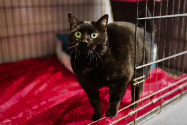 Znaleziono kota, Sosnowiec, 25 marca 2025 (5/5)