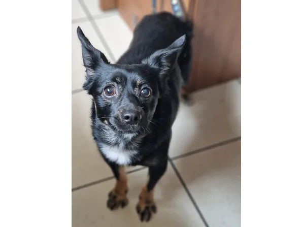 Pies do adopcji, Wrocław, 26 marca 2025