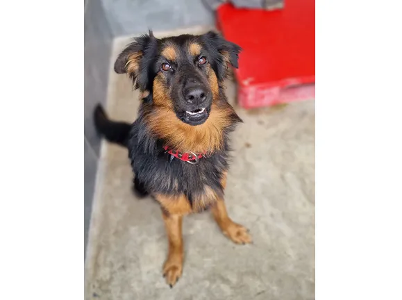 Pies do adopcji, Wrocław, 26 marca 2025