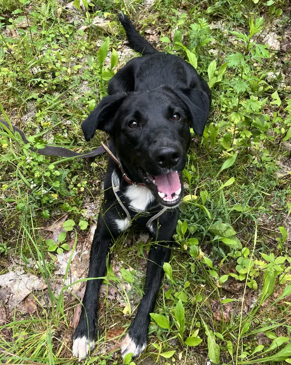 Pies do adopcji, Olsztyn, 27 marca 2025 (1/5)