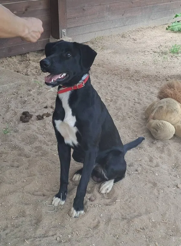 Pies do adopcji, Olsztyn, 27 marca 2025 (4/5)