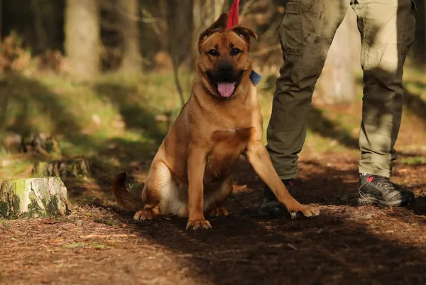 Pies do adopcji, Piła, 7 września 2023 (1/5)