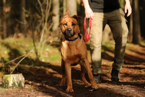 Pies do adopcji, Piła, 7 września 2023 (2/5)