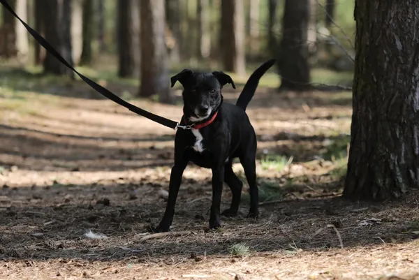 Pies do adopcji, Piła, 26 października 2024 (1/2)