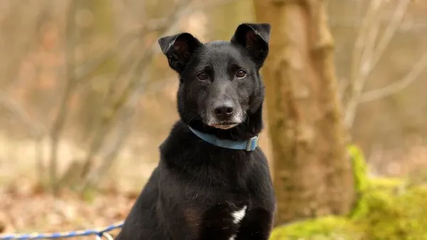 Pies do adopcji, Elbląg, 12 lutego 2025 (1/5)