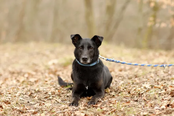 Pies do adopcji, Elbląg, 12 lutego 2025 (2/5)