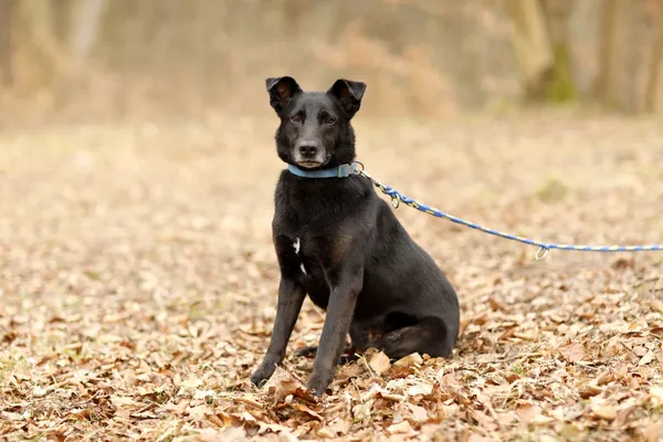 Pies do adopcji, Elbląg, 12 lutego 2025 (5/5)