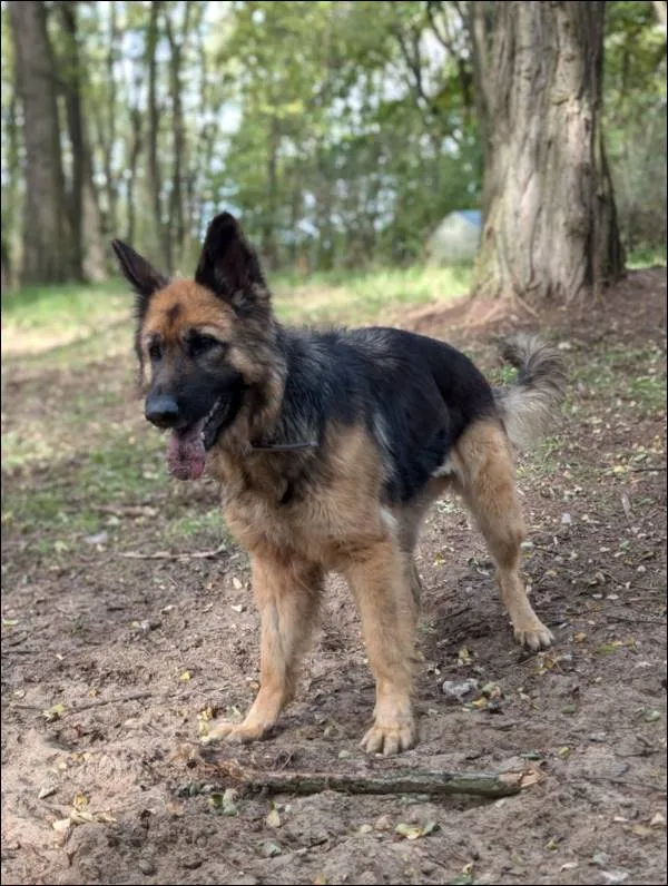 Znaleziono psa, Grudziądz, 12 sierpnia 2024